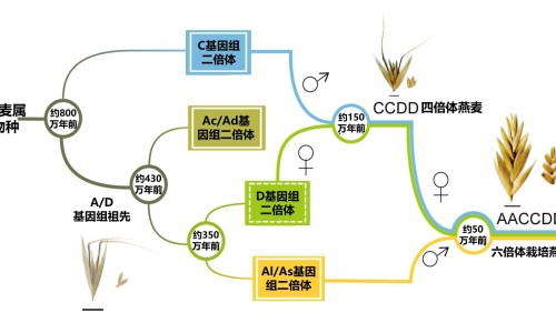 百香果果皮吃法的正确方法视频-百香果果皮的正确吃法大全-百香果果皮吃法大全,中国百香果果皮吃法网站